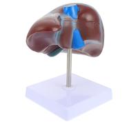 SAFIGLE Modèle d'Anatomie du Foie Humain en PVC Base Stable pour Enseignement Médical en Écoles de Santé et Facultés