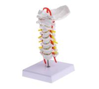 SAFIGLE Modèle de Colonne Cervicale PVC Flexible avec Vaisseau Carotidien et Partie Occipitale Lavable pour Étude Médicale et Formation des Professionnels de Santé