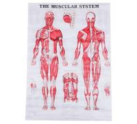 SAFIGLE Poster Anatomique Musculaire Corps Humain Toile sans Cadre pour École Laboratoire Salle de Classe