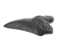 SAFIGLE Réplique de Dent Mégalodon Décorative Ornement Préhistorique Réaliste pour Collection et Cadeau Paléontologie