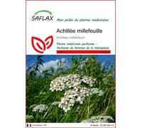 SAFLAX - Achillée millefeuille - 200 graines - Achillea