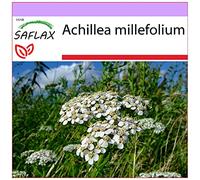 SAFLAX - Achillée millefeuille - 200 graines - Achillea millefolium