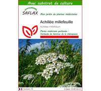 SAFLAX - Achillée millefeuille - 200 graines - Avec substrat - Achillea