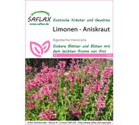 Saflax Agastache Mexicaine - 1 sachet