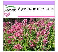 SAFLAX - Agastache mexicaine - 50 graines - Agastache mexicana