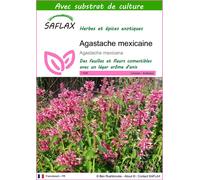 SAFLAX - Agastache mexicaine - 50 graines - Avec substrat - Agastache