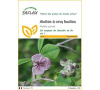 SAFLAX - Akébie à cinq feuilles - 10 graines - Akebia