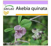 SAFLAX - Akébie à cinq feuilles - 10 graines - Akebia quinata