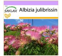 SAFLAX - Albizia - 50 graines - Albizia julibrissin