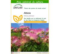 SAFLAX - Albizia - 50 graines - Avec substrat - Albizia