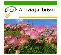 SAFLAX - Albizia - 50 graines - Avec substrat - Albizia julibrissin