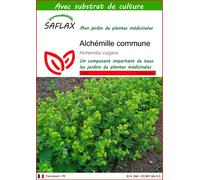 SAFLAX - Alchémille commune - 100 graines - Avec substrat - Alchemilla