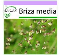 SAFLAX - Amourette commune - 75 graines - Briza media
