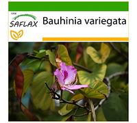 SAFLAX - Arbre à orchidées - 8 graines - Avec substrat - Bauhinia variegata