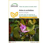 SAFLAX - Arbre à orchidées - 8 graines - Bauhinia