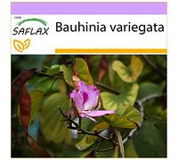 SAFLAX - Arbre à orchidées - 8 graines - Bauhinia variegata