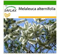 SAFLAX - Arbre à thé - 400 graines - Avec substrat - Melaleuca alternifolia