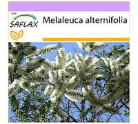 SAFLAX - Arbre à thé - 400 graines - Melaleuca alternifolia