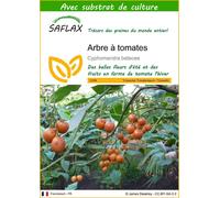 SAFLAX - Arbre à tomates - 50 graines - Avec substrat - Cyphomandra