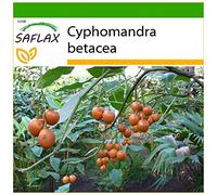 SAFLAX - Arbre à tomates - 50 graines - Avec substrat - Cyphomandra betacea
