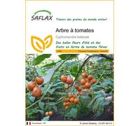 SAFLAX - Arbre à tomates - 50 graines - Cyphomandra