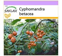 SAFLAX - Arbre à tomates - 50 graines - Cyphomandra betacea