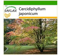 SAFLAX - Arbre au caramel - 200 graines - Avec substrat - Cercidiphyllum japonicum