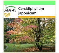 SAFLAX - Arbre au caramel - 200 graines - Cercidiphyllum japonicum