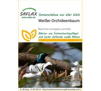 Saflax Arbre aux Orchidées Blanches - 1 sachet