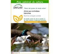 SAFLAX - Arbre aux orchidées blanches - 5 graines - Avec substrat - Bauhinia