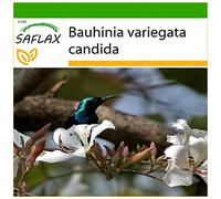 SAFLAX - Arbre aux orchidées blanches - 5 graines - Avec substrat - Bauhinia variegata candida