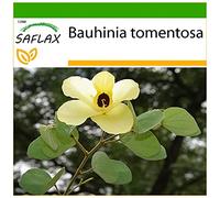 SAFLAX - Arbre aux tulipes - 30 graines - Avec substrat - Bauhinia tomentosa