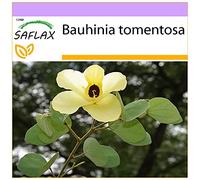 SAFLAX - Arbre aux tulipes - 30 graines - Bauhinia tomentosa