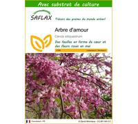 SAFLAX - Arbre d'amour - 60 graines - Avec substrat - Cercis