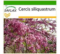 SAFLAX - Arbre d'amour - 60 graines - Avec substrat - Cercis siliquastrum