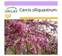 SAFLAX - Arbre d'amour - 60 graines - Cercis siliquastrum