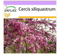 SAFLAX - Arbre d'amour - 60 graines - Cercis siliquastrum