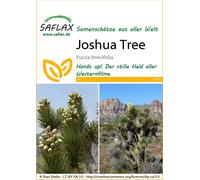 Saflax Arbre de Josué - 1 sachet