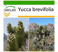 SAFLAX - Arbre de Josué - 10 graines - Avec substrat - Yucca brevifolia