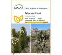 SAFLAX - Arbre de Josué - 10 graines - Yucca