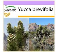 SAFLAX - Arbre de Josué - 10 graines - Yucca brevifolia