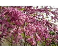 Saflax Arbre de Judée - 1 sachet