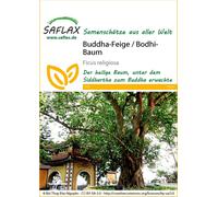 Saflax Arbre de la Bodhi - 1 sachet