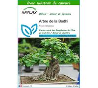 SAFLAX - Arbre de la Bodhi - 100 graines - Avec substrat - Ficus