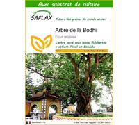 SAFLAX - Arbre de la Bodhi - 100 graines - Avec substrat - Ficus