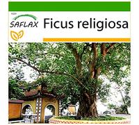 SAFLAX - Arbre de la Bodhi - 100 graines - Avec substrat - Ficus religiosa