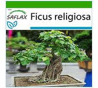SAFLAX - Arbre de la Bodhi - 100 graines - Avec substrat - Ficus religiosa