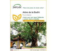 SAFLAX - Arbre de la Bodhi - 100 graines - Ficus