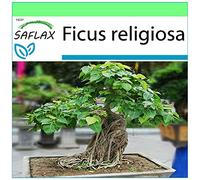 SAFLAX - Arbre de la Bodhi - 100 graines - Ficus religiosa
