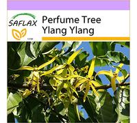 SAFLAX - Arbre de Parfum Ylang Ylang - 10 Graines - ylang-ylang